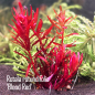 Preview: Rotala rotundifolia 'Blood Red' - Rundblättrige Rotala "Blutrot" 1-2-Grow!